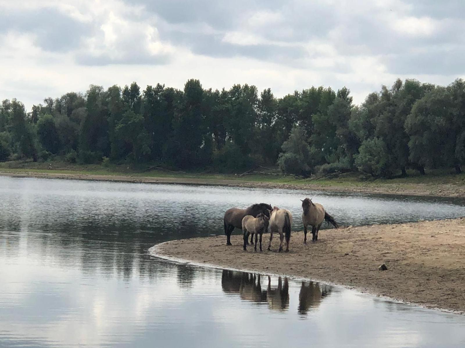 De Hazelaarshof Luxe Glampingtent Bij Natuurgebied De Millingerwaard Kekerdom Εξωτερικό φωτογραφία